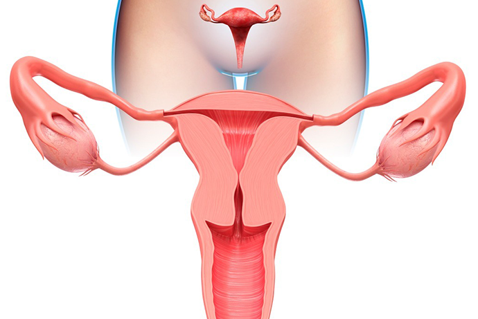배란일은 어떻게 계산하나요? 신체 증상과 기초체온으로 확인하는 방법 관련 해부 구조 그림