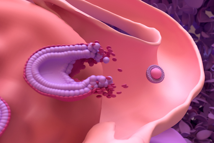 배란일은 어떻게 계산하나요? 신체 증상과 기초체온으로 확인하는 방법 관련 해부 구조 그림